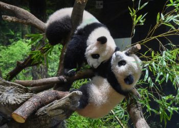 1641968502 panda cups Tokyo Zoological Park Society 960x600 – TodayHeadline