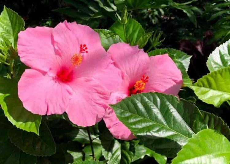 LHF 52110 how to grow hibiscus plant from cutting t1 min – TodayHeadline