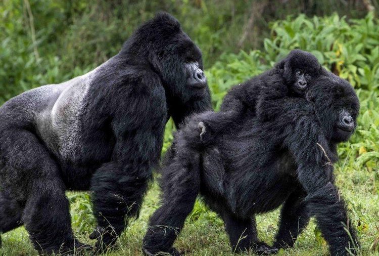 A possible COVID 19 silver lining for great ape conservation – TodayHeadline