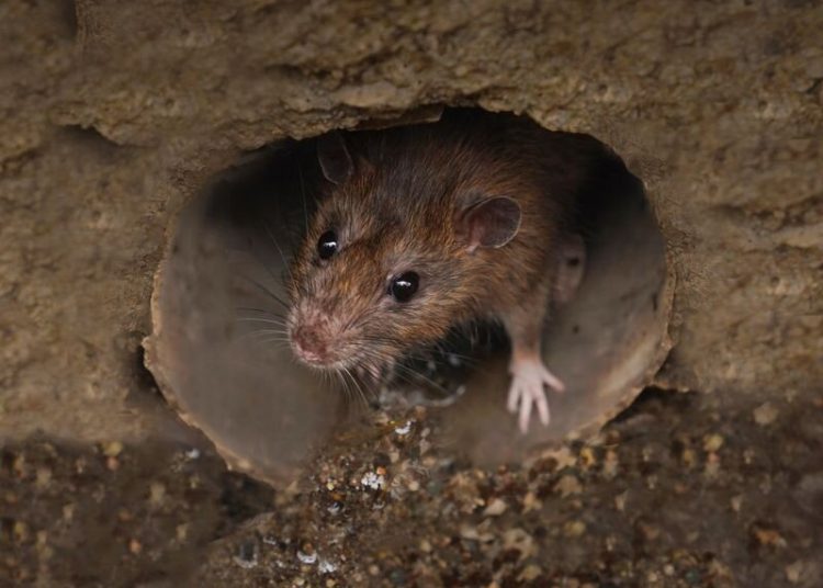 rodent infestation spu – TodayHeadline