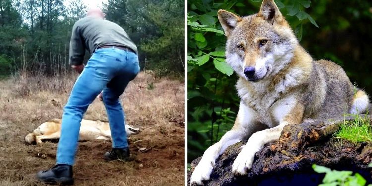 Man Saves A ‘Dying’ Wolf And Her Cubs, Years Later The Wolf Returned The Favor
