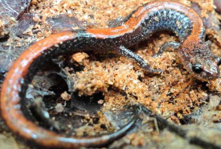 Red backed salamanders possess only limited ability to adjust to warming climate – TodayHeadline