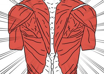muscle anatomy – TodayHeadline