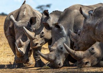 rhinos – TodayHeadline