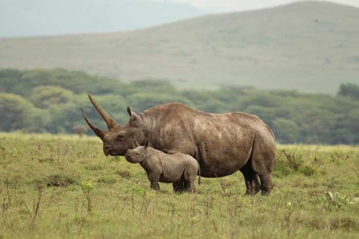 Black Rhino extinction risk sharply increased by killing of specific female rhinos – TodayHeadline