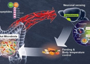 Decoding a direct dialog between the gut microbiota and the brain – TodayHeadline