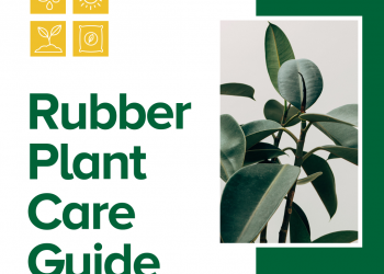 Rubber Plant 1 – TodayHeadline