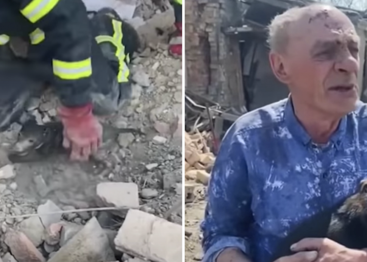 Ukraine puppy rubble Featured – TodayHeadline