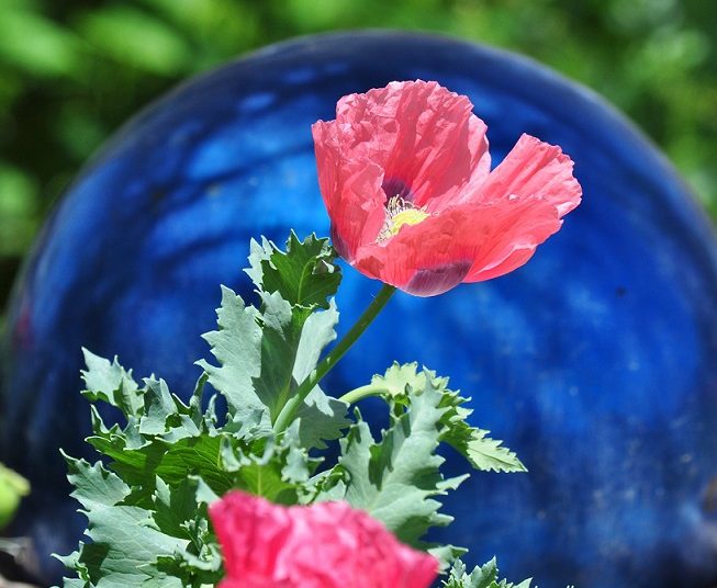 08 Poppies Blue gazing ball – TodayHeadline