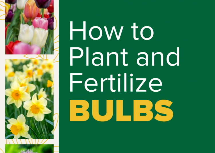 How to Plant Fertilize Bulbs – TodayHeadline