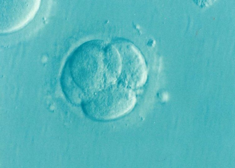 embryo – TodayHeadline