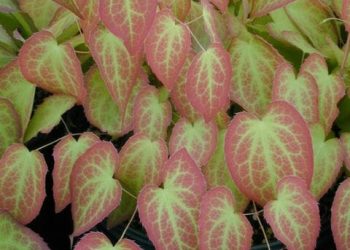 Epimedium versicolor v. versicolor foliage – TodayHeadline