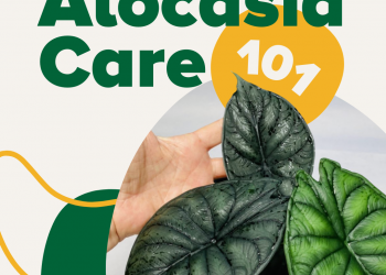Alocasia Care 1 – TodayHeadline