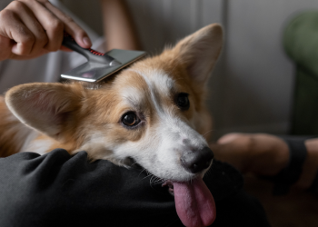 Best vacuums for pet hair Featured – TodayHeadline