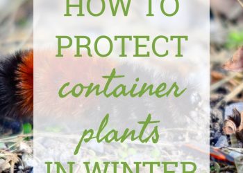protect container plants 12 1 2022