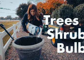 trees shubs bulbs – TodayHeadline
