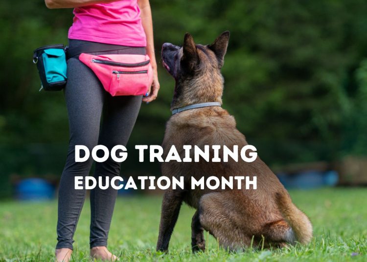 1674798239 featured Dog Training Education Month – TodayHeadline