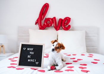 valentine gifts for dogs.jpg.optimal – TodayHeadline