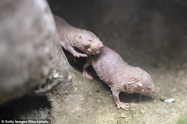 Do naked mole RATS hold secret to reversing the menopause – TodayHeadline