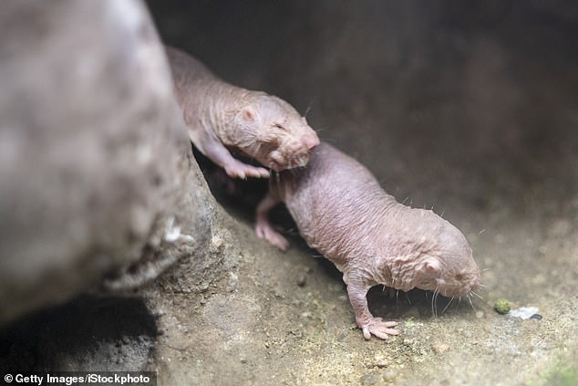 Naked mole rats are able to produce new eggs outside the womb, a study has found (stock image)