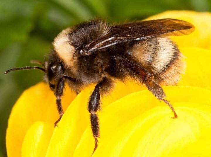 Lured by bright colors Wild bee queens face death in – TodayHeadline