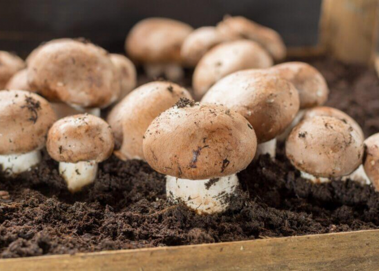 Mushrooms emerge from the shadows in pesticide free production push – TodayHeadline