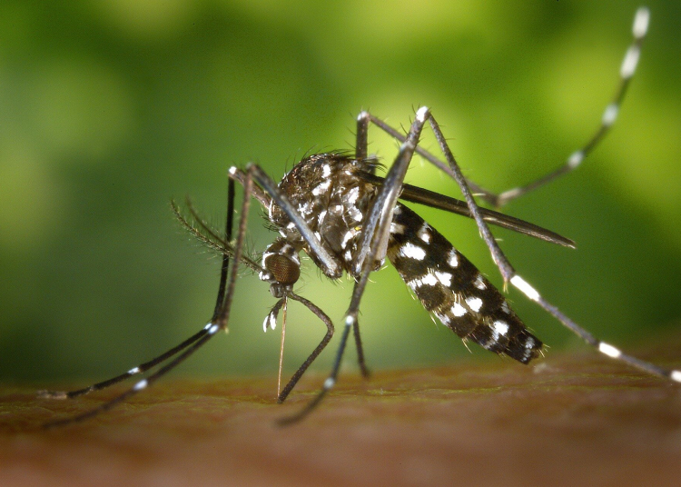 dengue – TodayHeadline