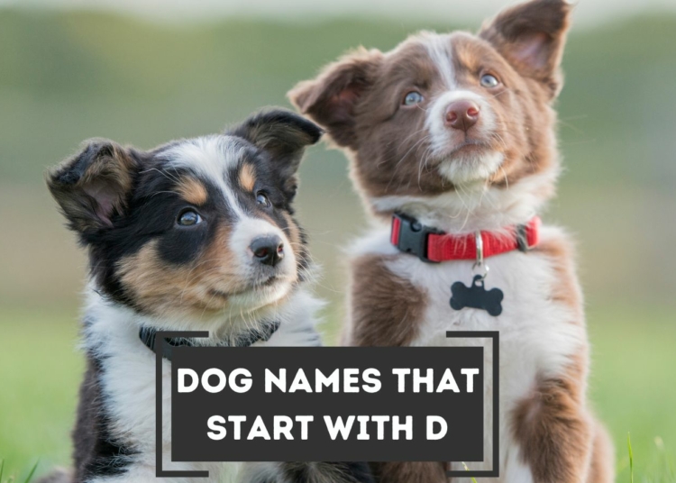 featured dog named start with d – TodayHeadline