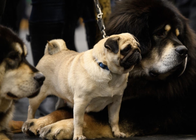 Crufts organisers respond to criticism about allowing flat-faced dogs to compete in show