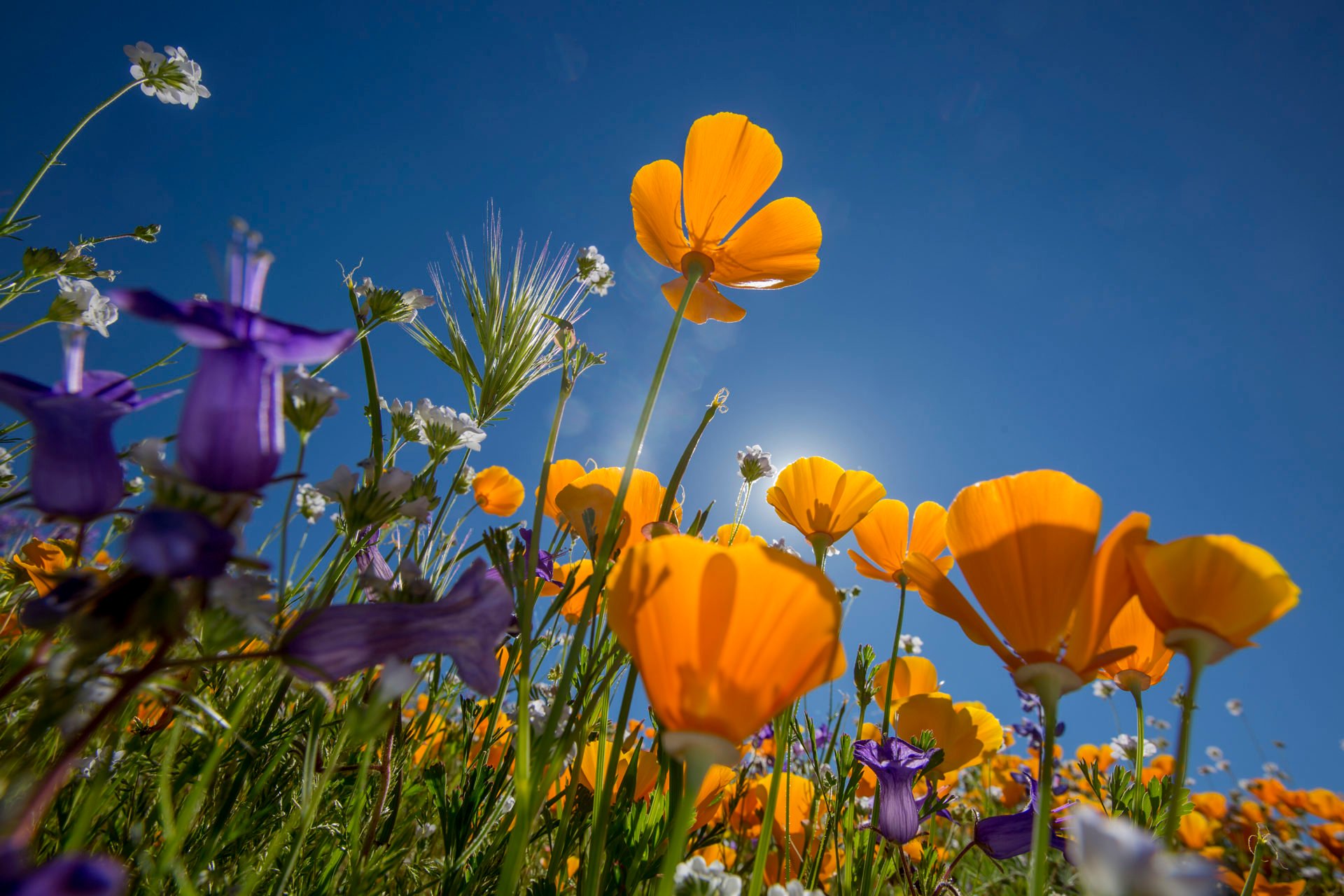 Sea Of Springtime Wildflowers Spreads Across Southern California