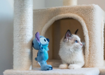 7 Toys to Keep Your Cat Busy Entertained Petsworld – TodayHeadline