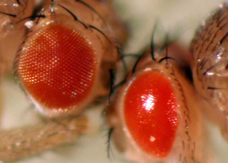 Drosophila That Represents One of the Models of Neurodegeneration – TodayHeadline