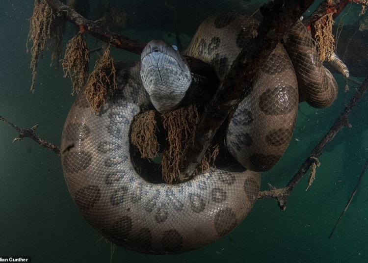 Meet the brave explorer who takes close up photos of anacondas – TodayHeadline