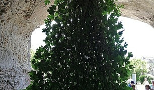 Pictured The bizarre fig tree thats growing upside down in the – TodayHeadline