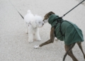 how to introduce dogs 1309920881 scaled.jpg.optimal – TodayHeadline