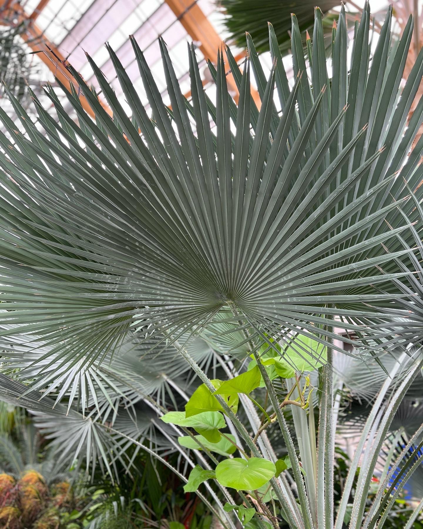 close up of Cuban wax palm foliage