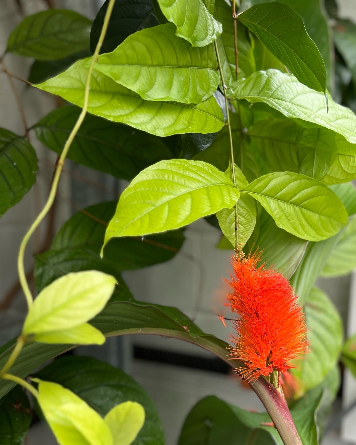 close up of bright orange monkey brush flower