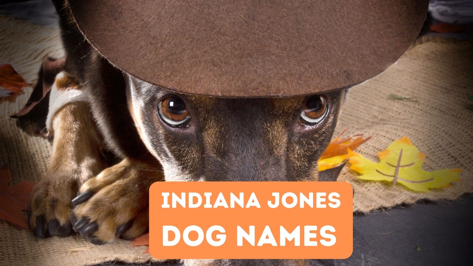 Indiana Jones dog names