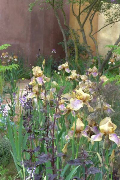 Soft fence colours in Sarah Price's garden in RHS Chelsea 2023