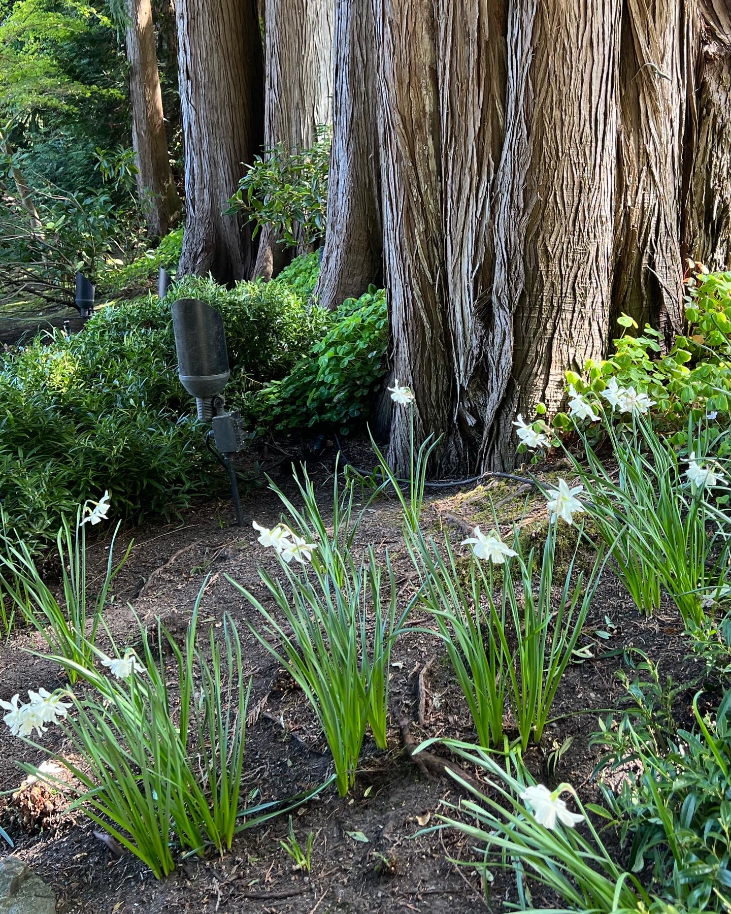 naturalistic planting of white daffodils next to large trees