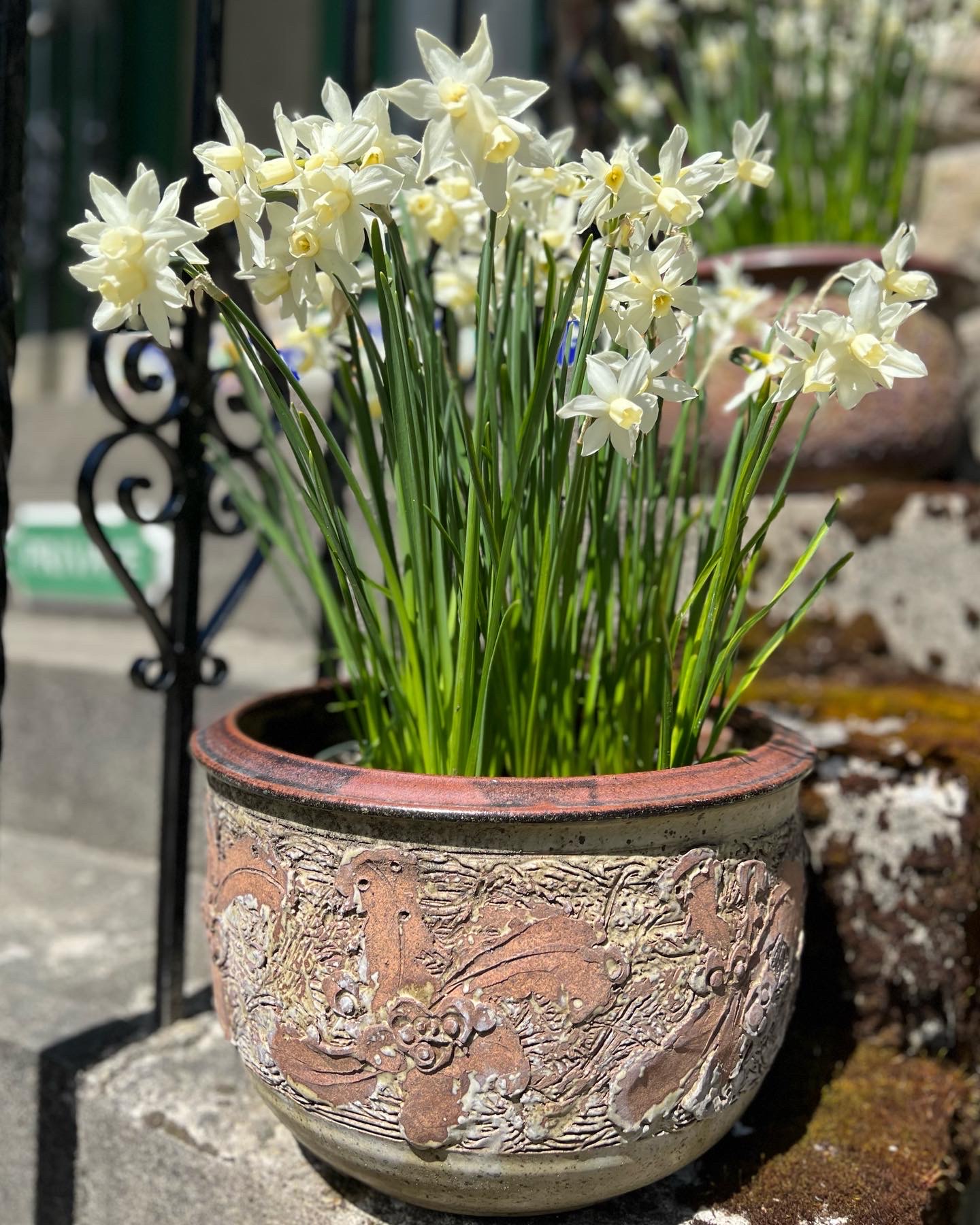 container planting of light yellow daffodils