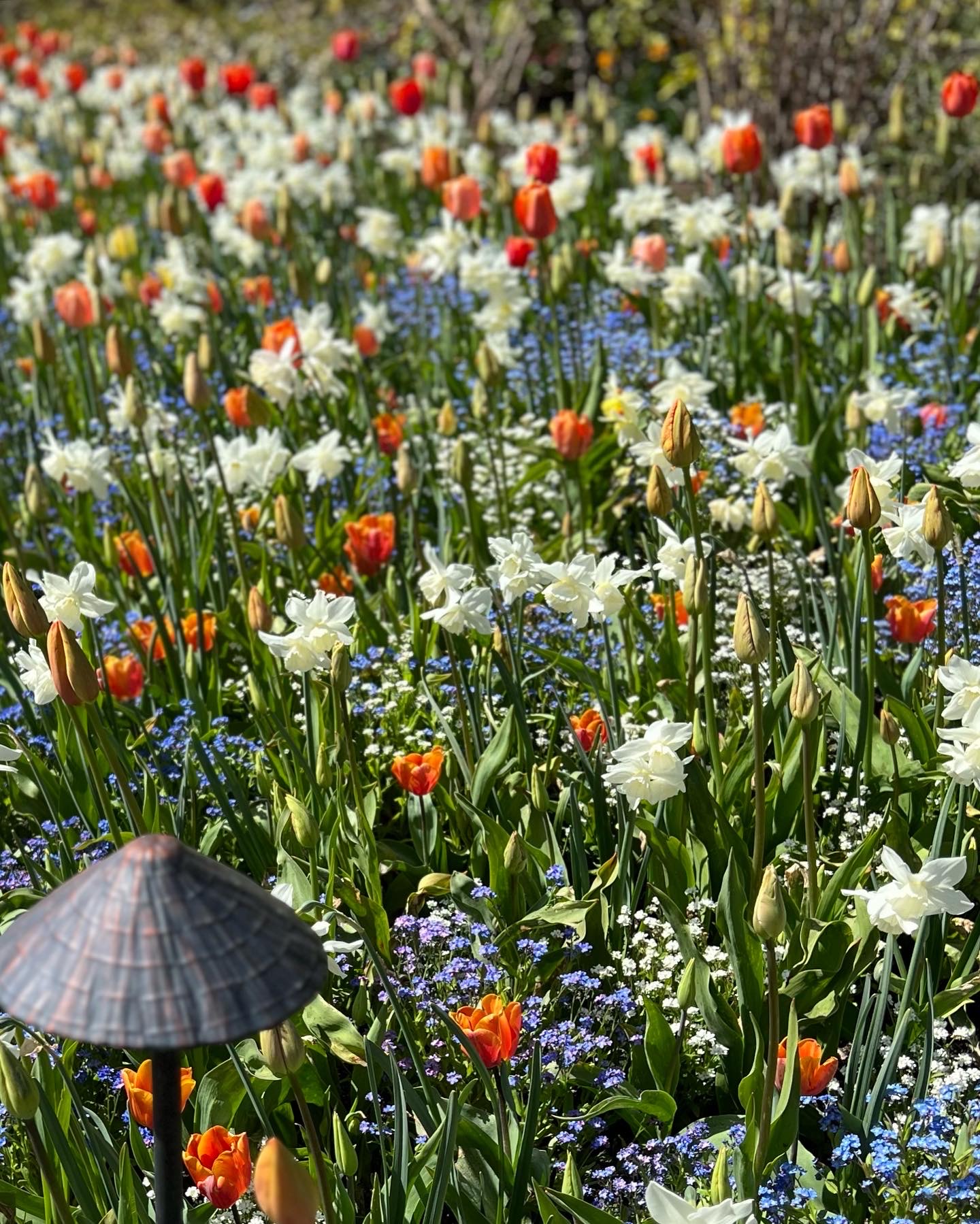 large mixed planting of white daffodils orange tulips and blue forget-me-nots