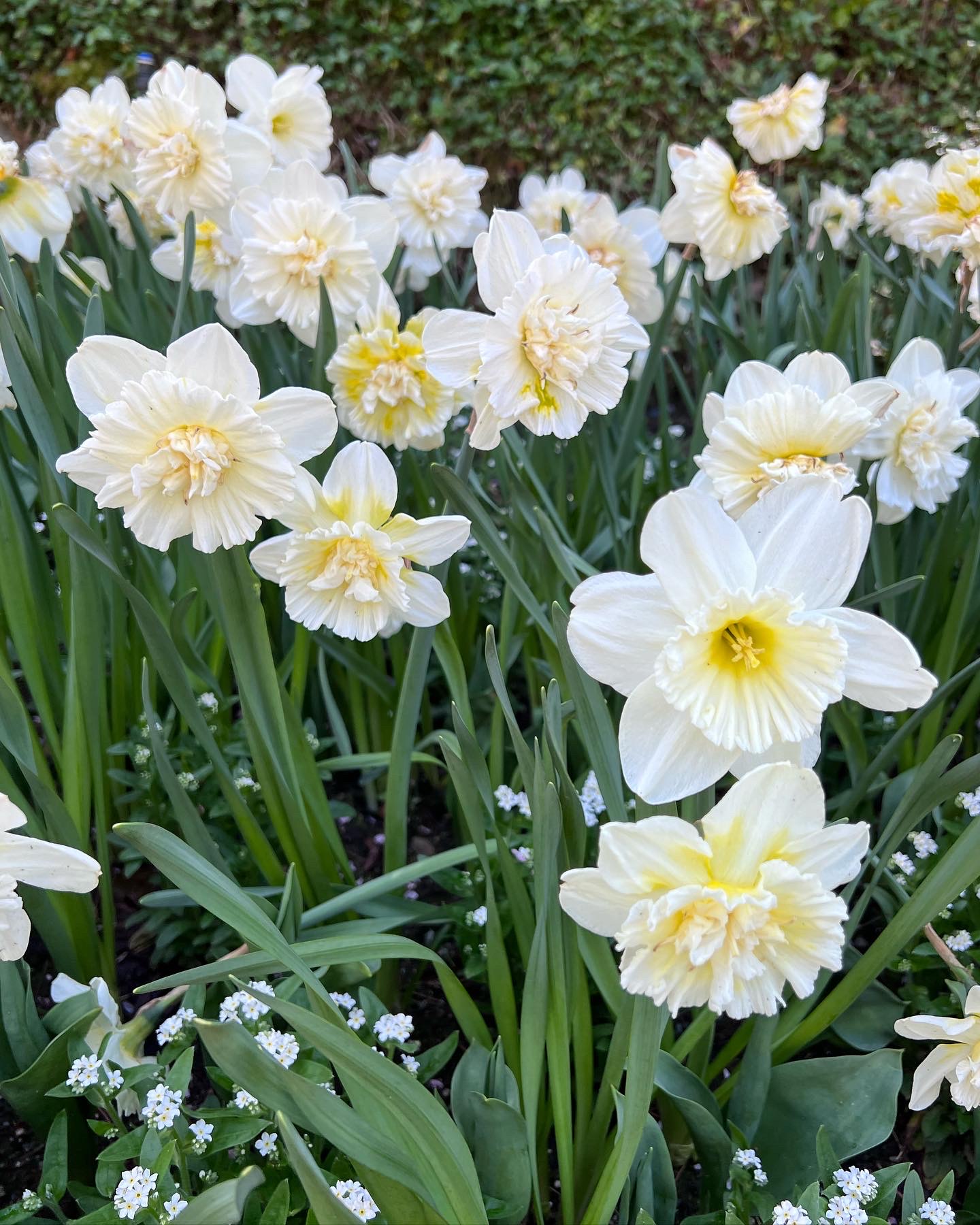close up white daffodils with yellow centers