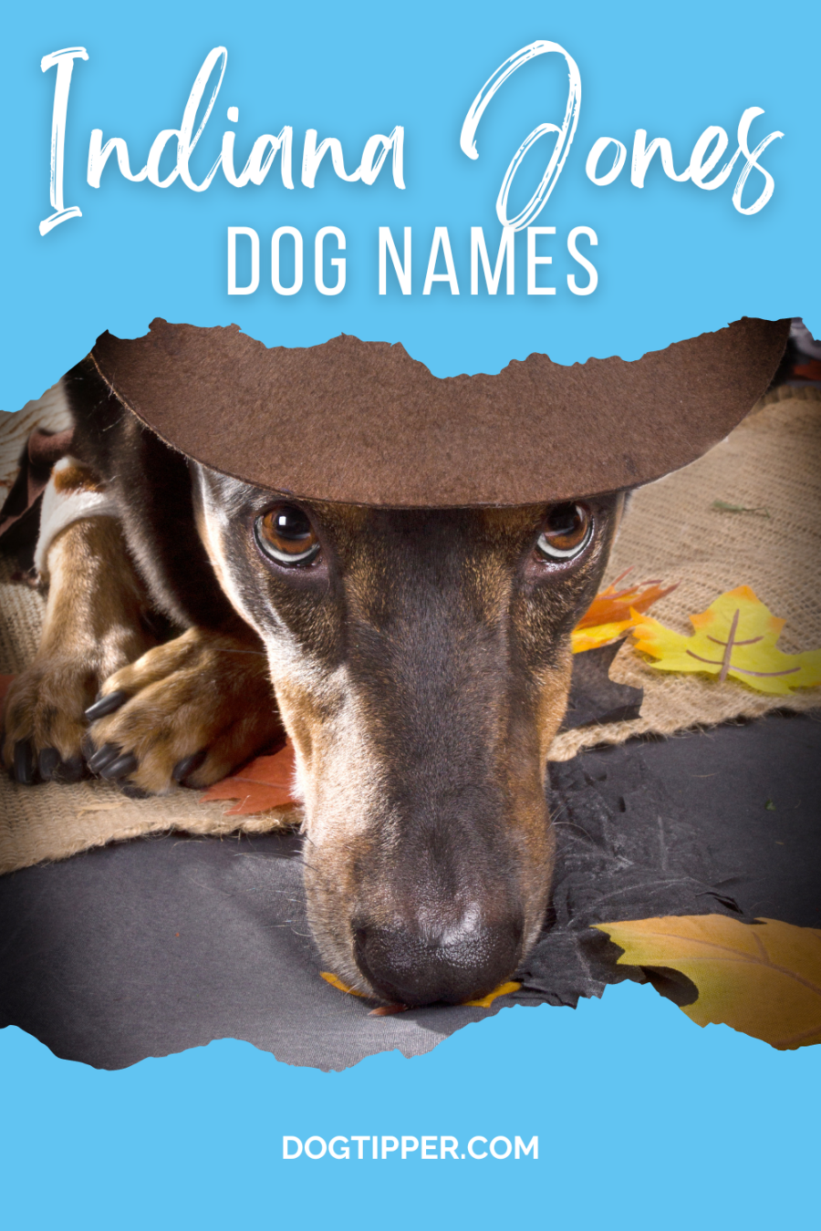 Indiana Jones Dog Names