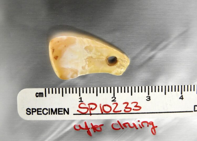 Pierced Deer Tooth After DNA Extraction scaled – TodayHeadline