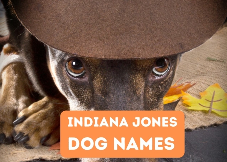 featured indiana jones dog names – TodayHeadline