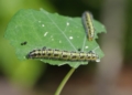 side view caterpillar cabbage white 731001066 1 – TodayHeadline