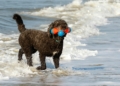 Poodle in ocean 1166310159 1.jpg.optimal – TodayHeadline