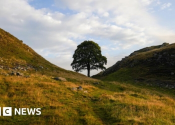 Sycamore Gap tree at Hadrian's Wall 'felled overnight'