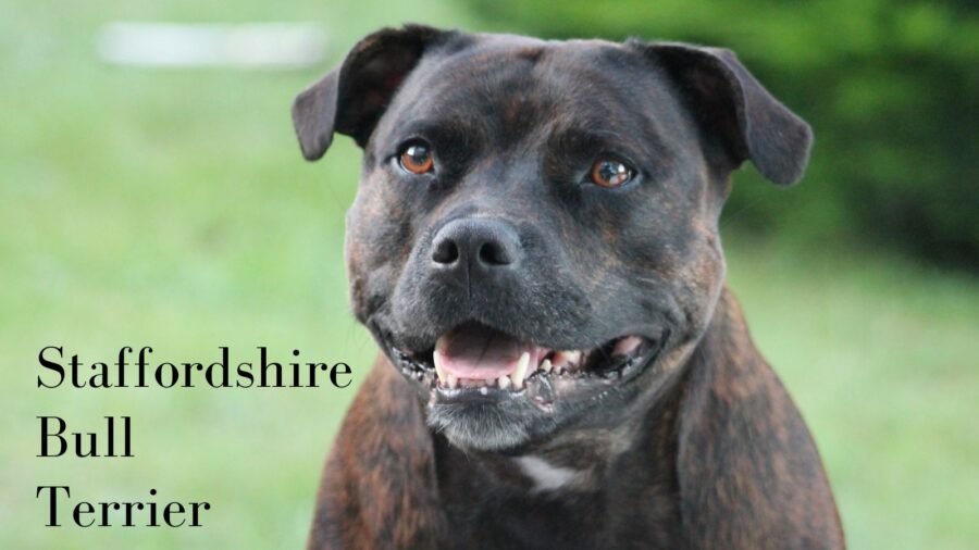 photo of Staffordshire Bull Terrier